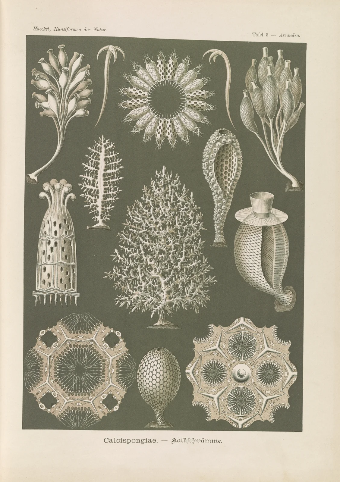 Calcispongiae. – Kalkschwämme av Ernst Haeckel