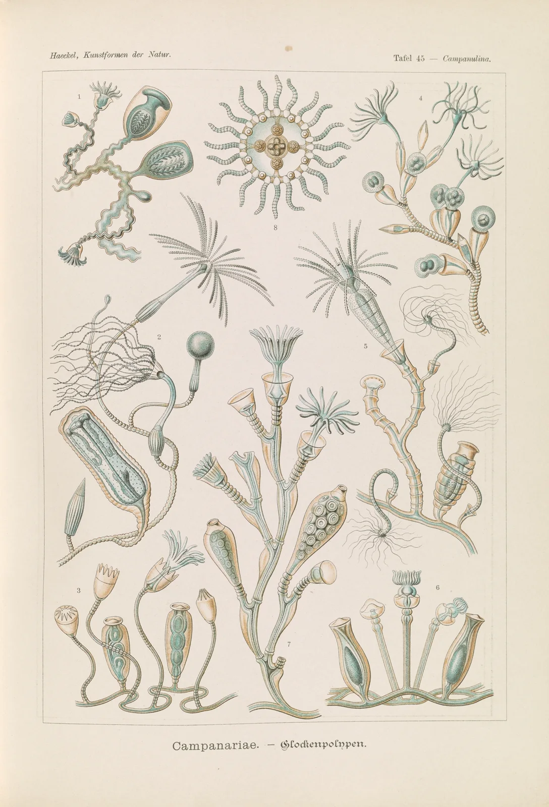Campanariae. – Glockenpolnpen av Ernst Haeckel