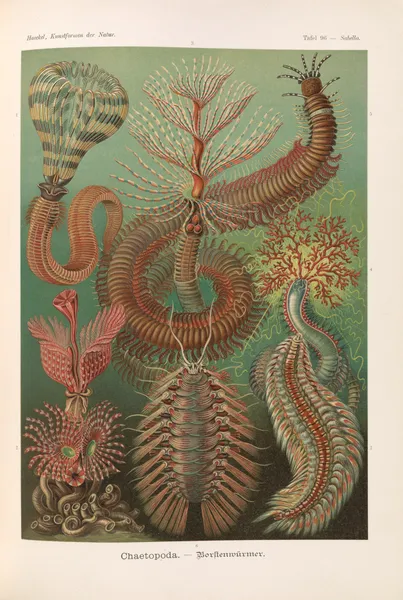 Chaetopoda. – Borstenwürmer av Ernst Haeckel