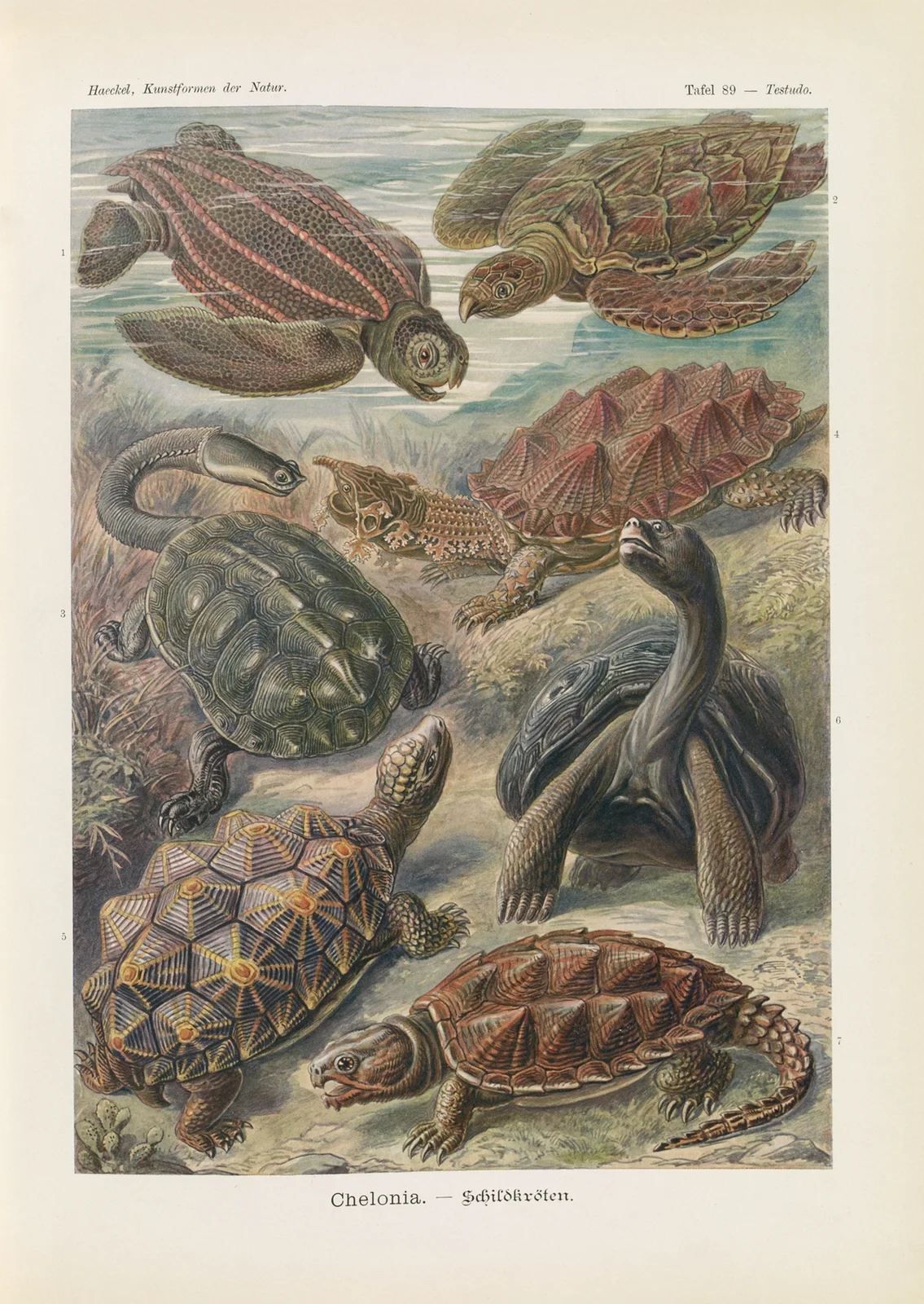 Chelonia. – Schildkröten av Ernst Haeckel