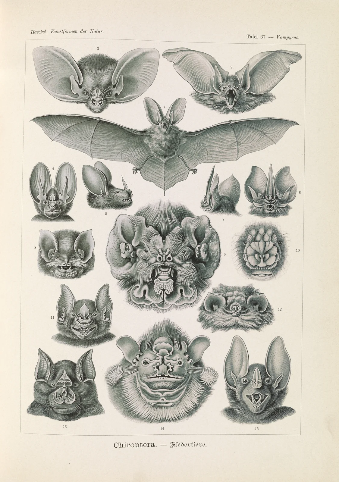Chiroptera. – Fledertiere av Ernst Haeckel