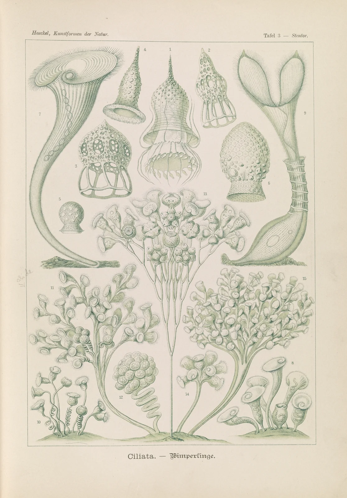 Ciliata. – Wimperlinge av Ernst Haeckel