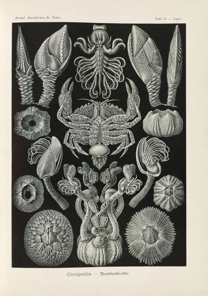 Cirripedia. – Rankenkreble av Ernst Haeckel