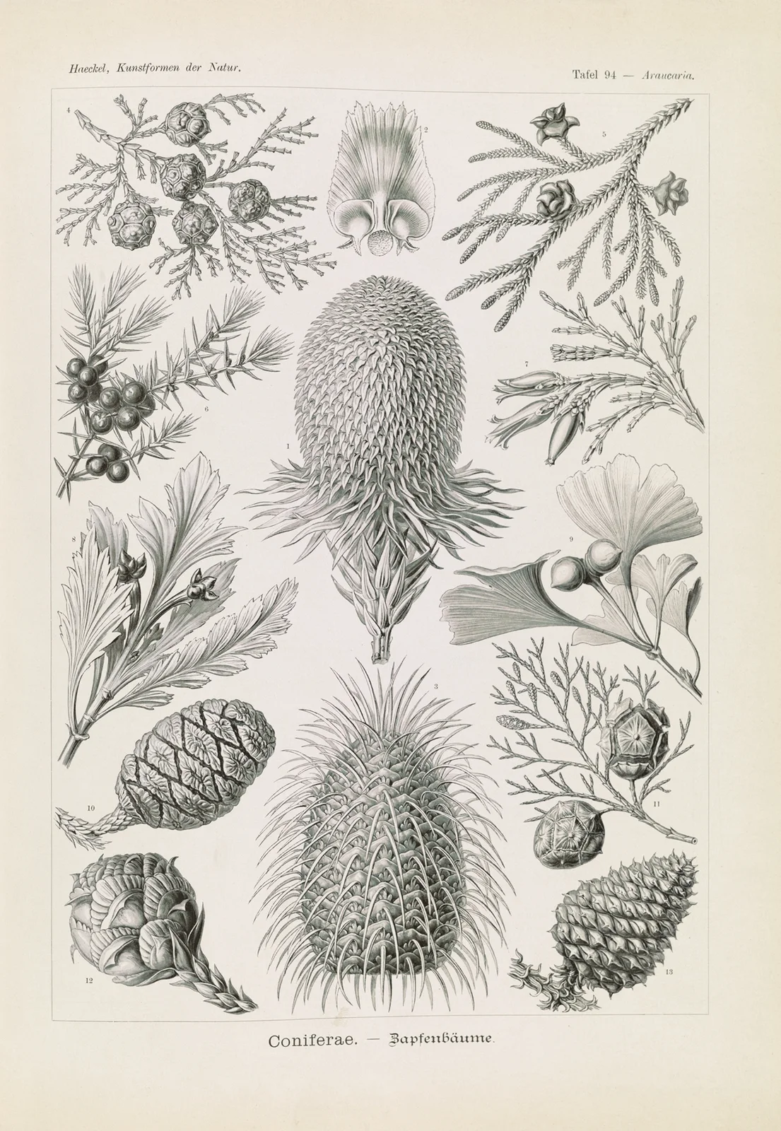 Coniferae. – Bapfenbäume av Ernst Haeckel