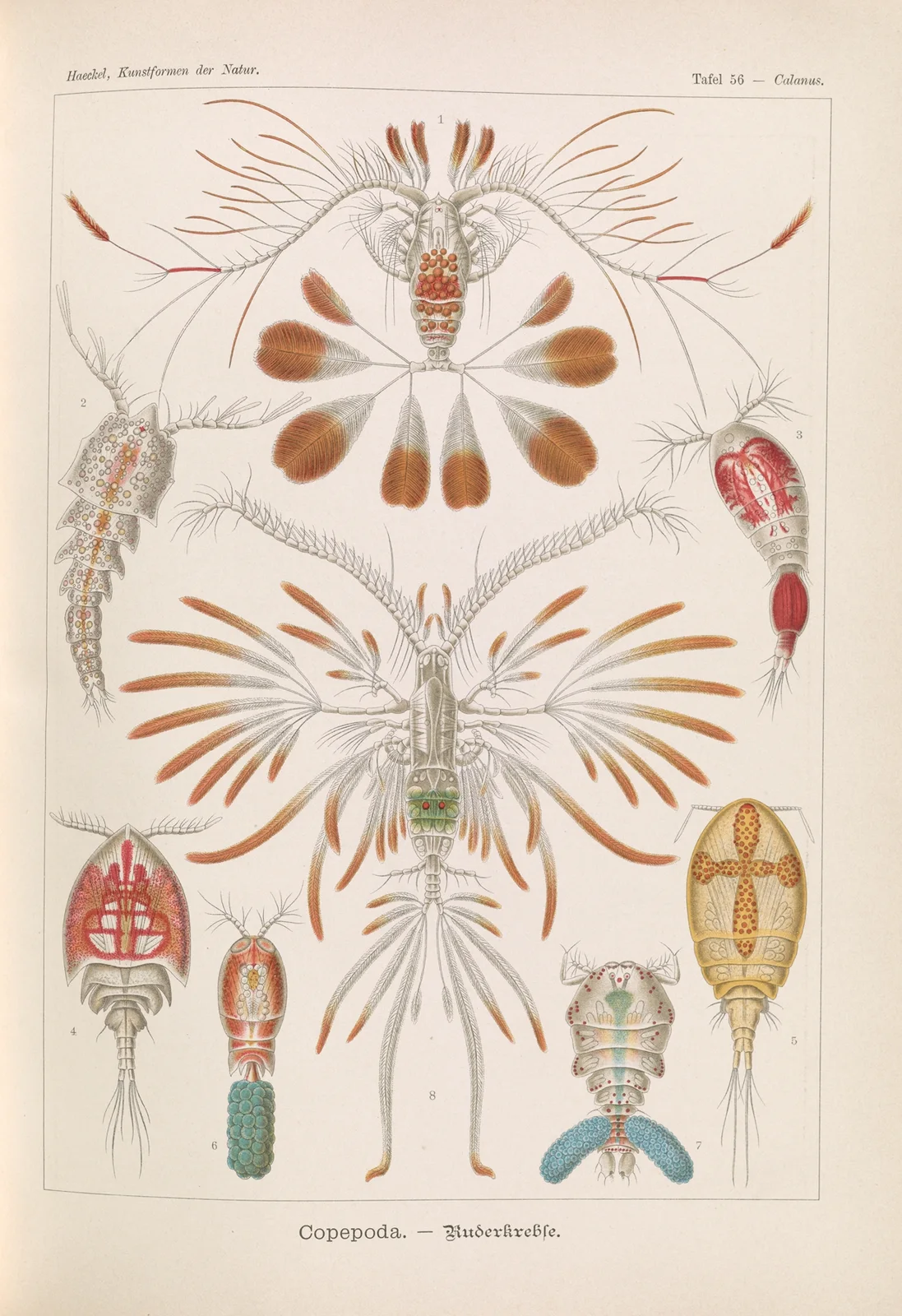 Copepoda. – Ruderkrebse av Ernst Haeckel