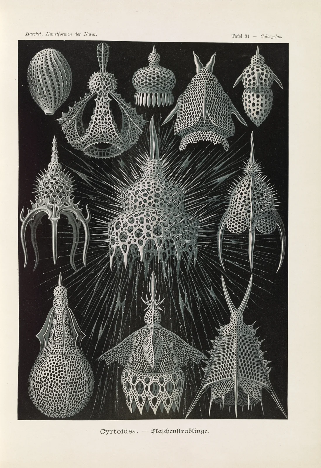 Crytoidea. – Flaschenstrahlinge av Ernst Haeckel