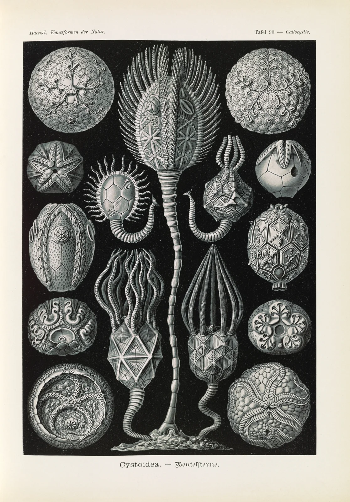 Cystoidea. – Beutelsterne av Ernst Haeckel