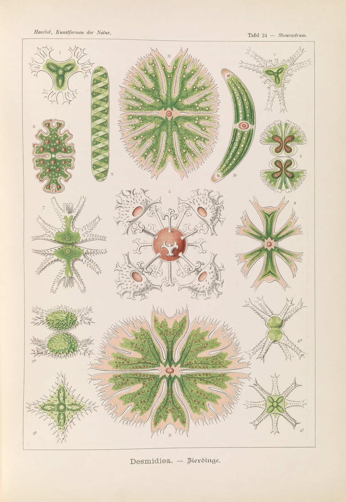 Desmidiea. – Bierdinge av Ernst Haeckel