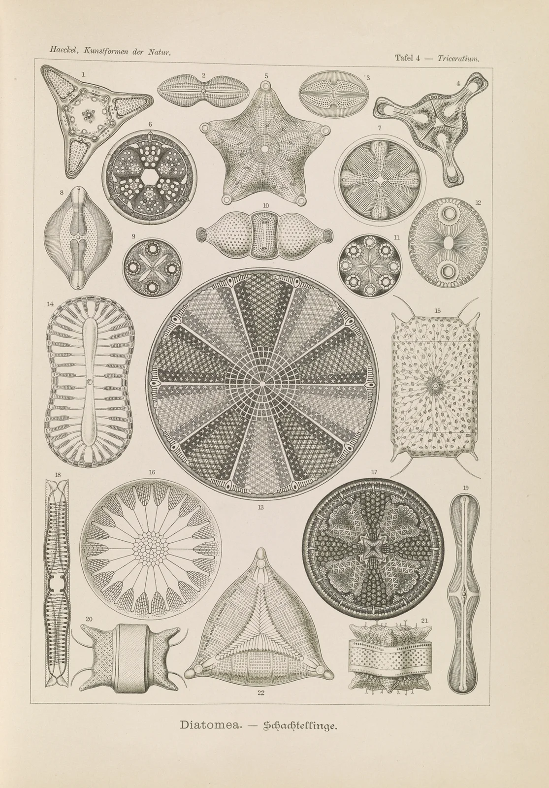 Diatomea. – Schachtellinge av Ernst Haeckel