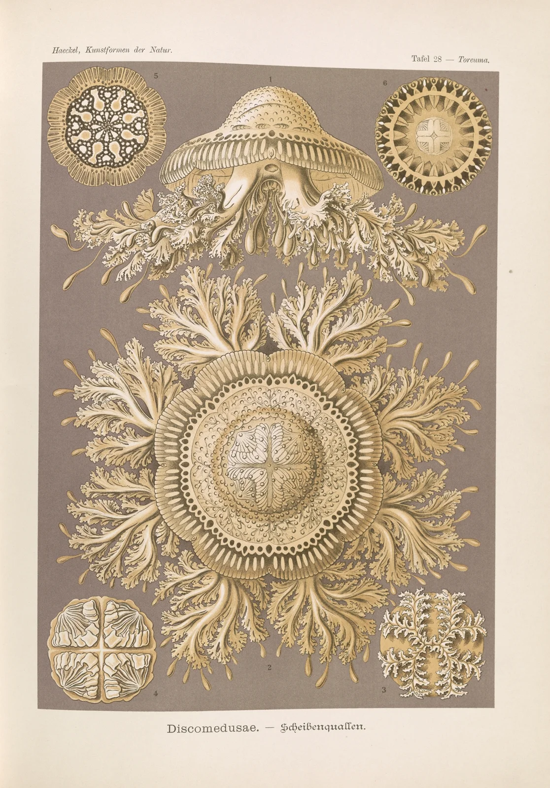 Discomedusae. – Scheibenquallen, 1904 – nr 2 av Ernst Haeckel