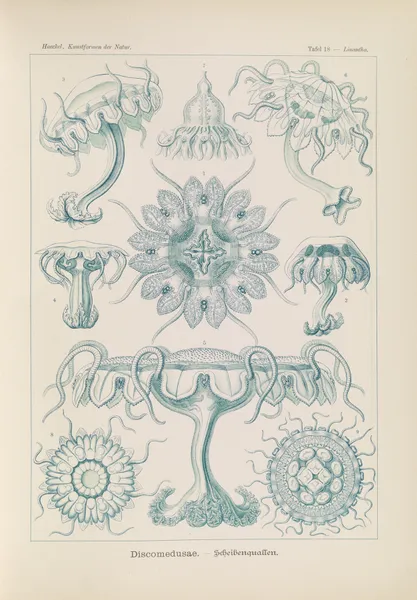 Discomedusae. – Scheibenquallen, 1904 – nr 1 av Ernst Haeckel