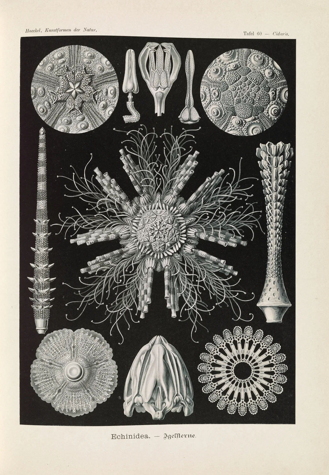 Echinidea. – Igelsterne av Ernst Haeckel