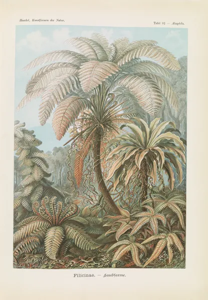 Filicinae. – Laubfarne av Ernst Haeckel