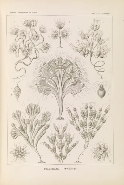 Flagellata. – Geiklinge av Ernst Haeckel
