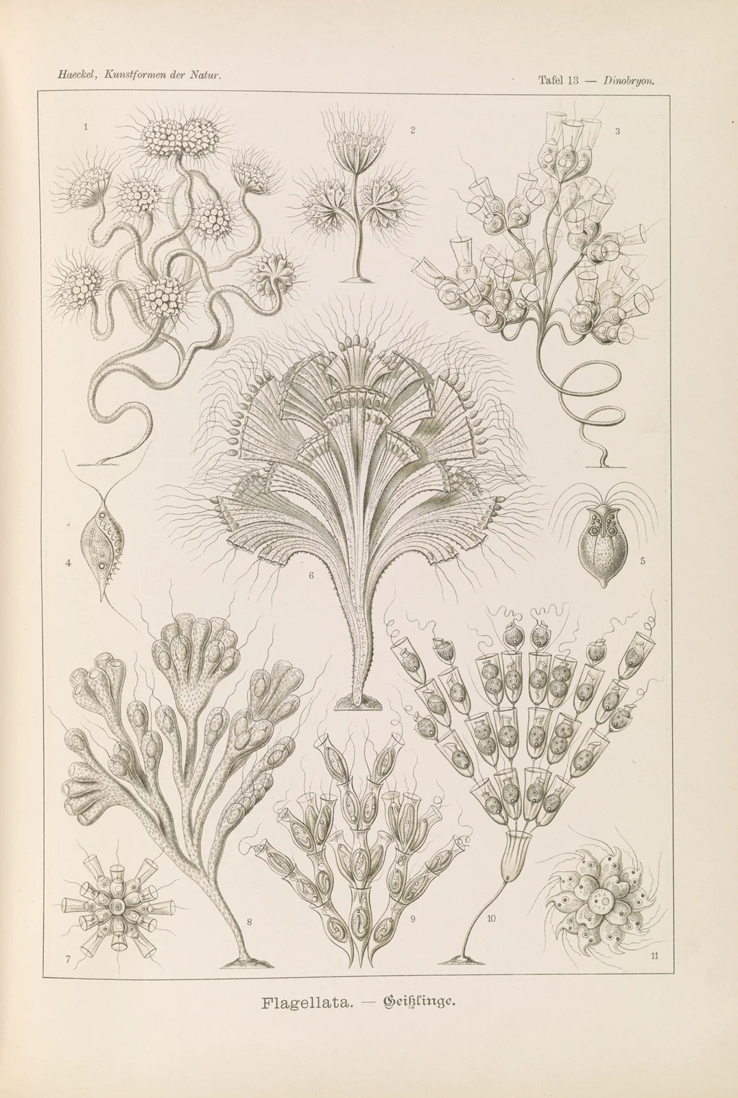 Flagellata. – Geiklinge av Ernst Haeckel