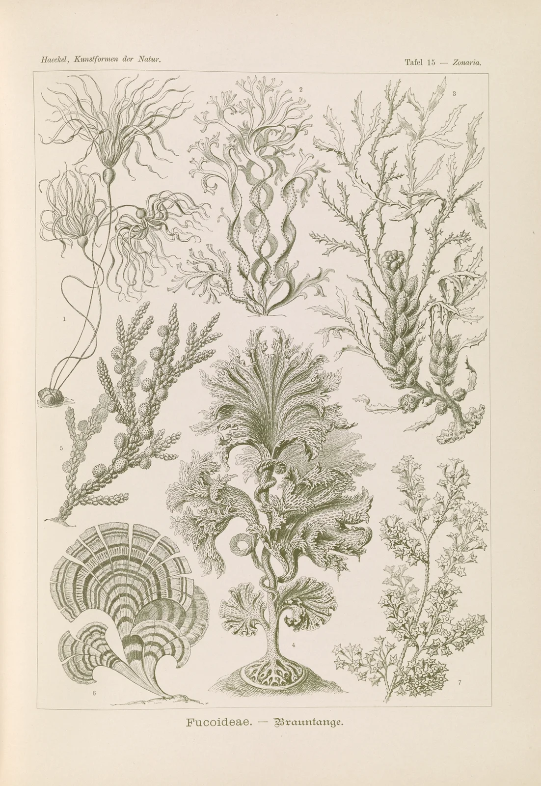 Fucoideae. – Brauntange av Ernst Haeckel
