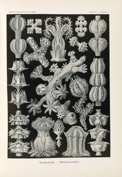 Gorgonida. – Rindenkorallen av Ernst Haeckel