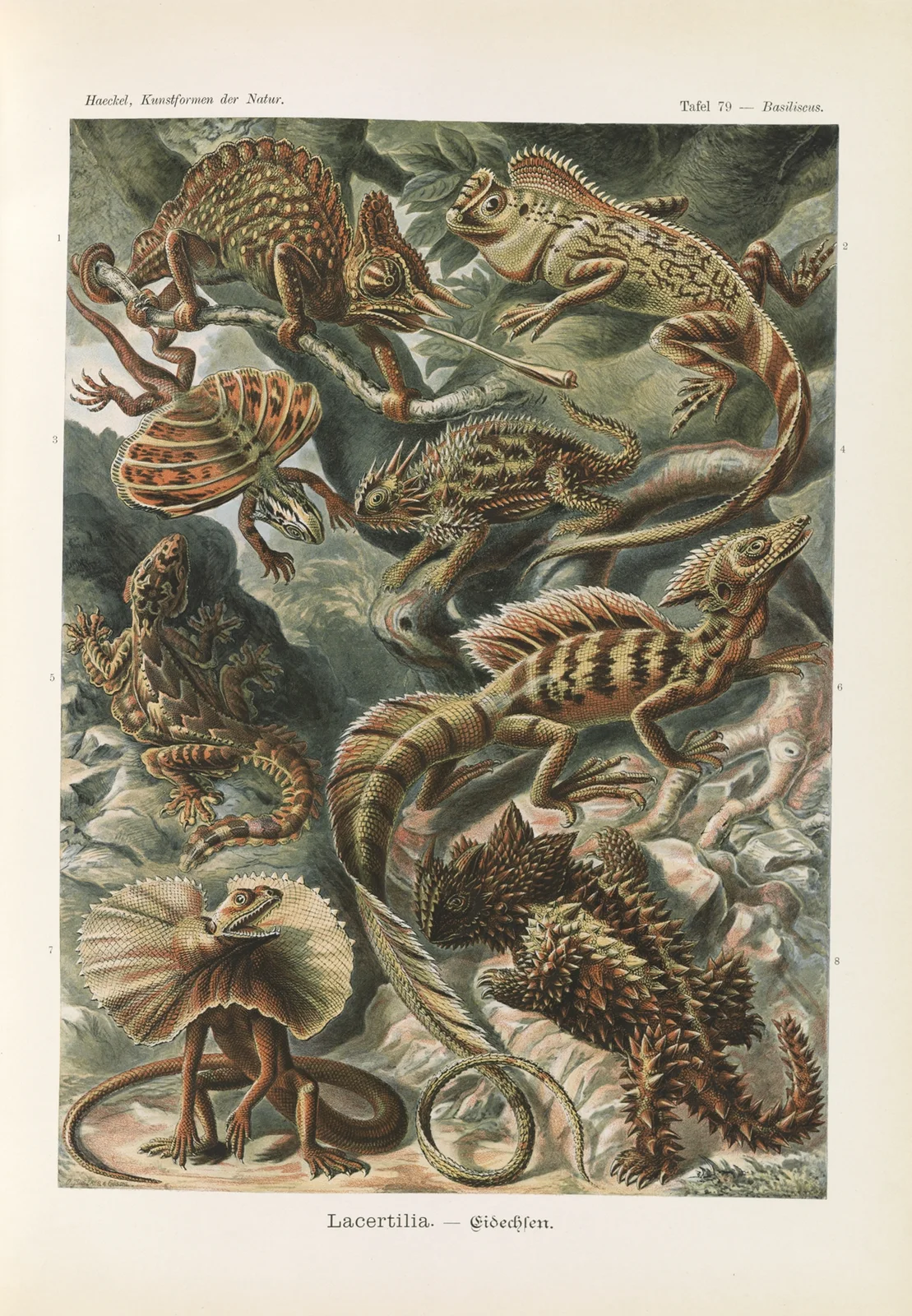 Lacertilia. – Eidechlen av Ernst Haeckel