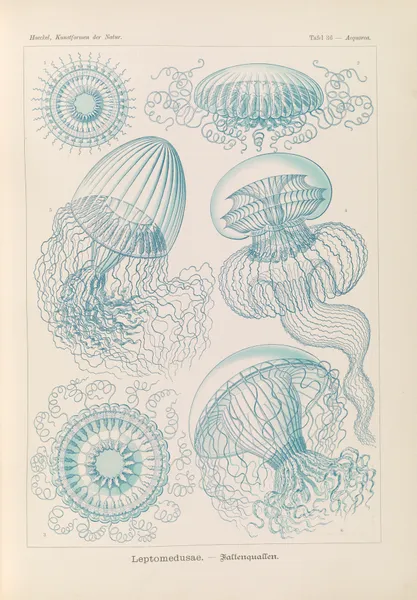 Leptomedusae. – Faltenquallen av Ernst Haeckel