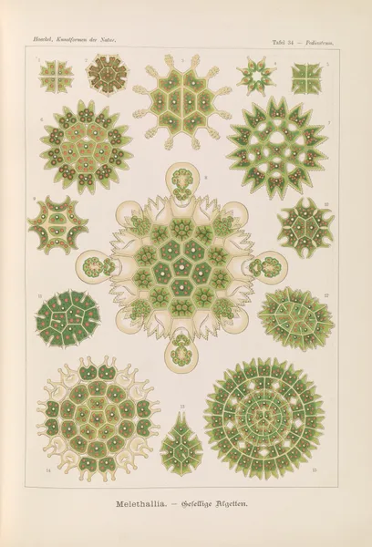 Melethallia. – Gesellige Algetten av Ernst Haeckel