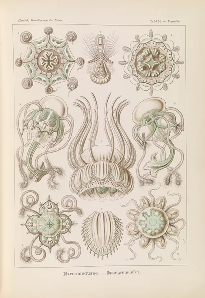 Narcomedusae. – Spangenquallen av Ernst Haeckel