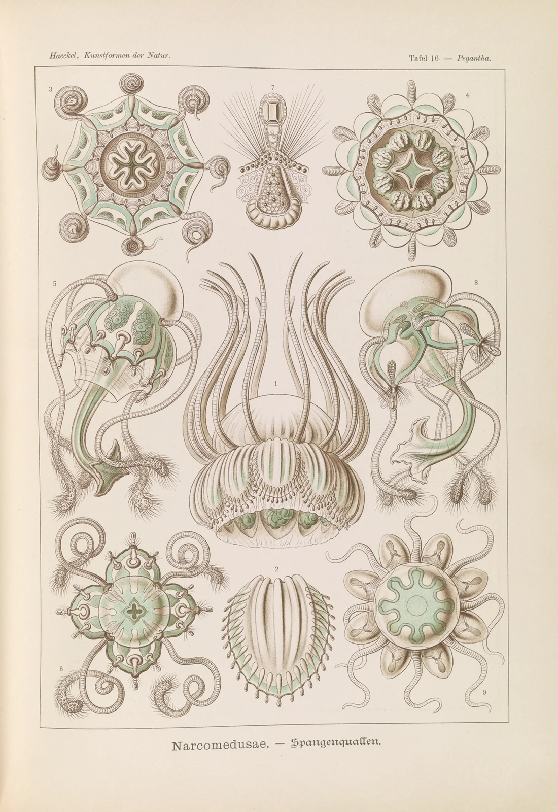 Narcomedusae. – Spangenquallen av Ernst Haeckel