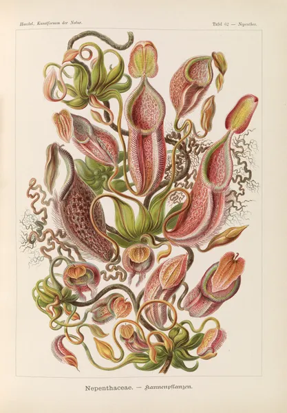 Nepenthaceae. – Kannenpflanzen av Ernst Haeckel
