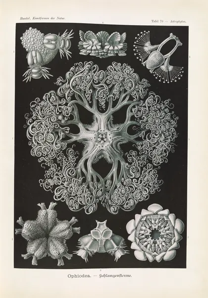 Ophiodea. – Schlangensterne, 1904 – nr 2 av Ernst Haeckel