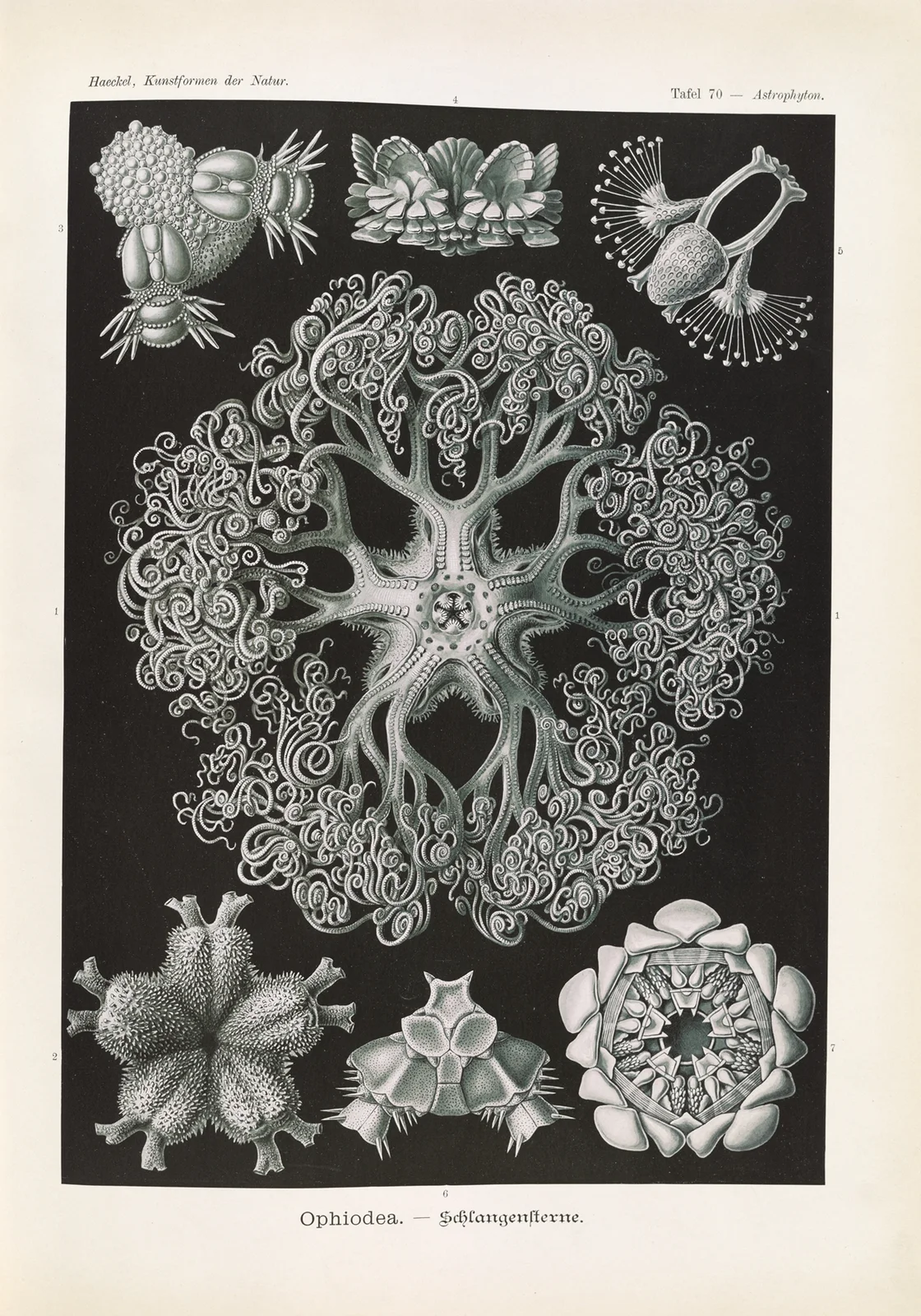 Ophiodea. – Schlangensterne, 1904 – nr 2 av Ernst Haeckel