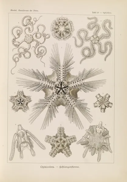 Ophiodea. – Schlangensterne., 1904 – nr 1 av Ernst Haeckel
