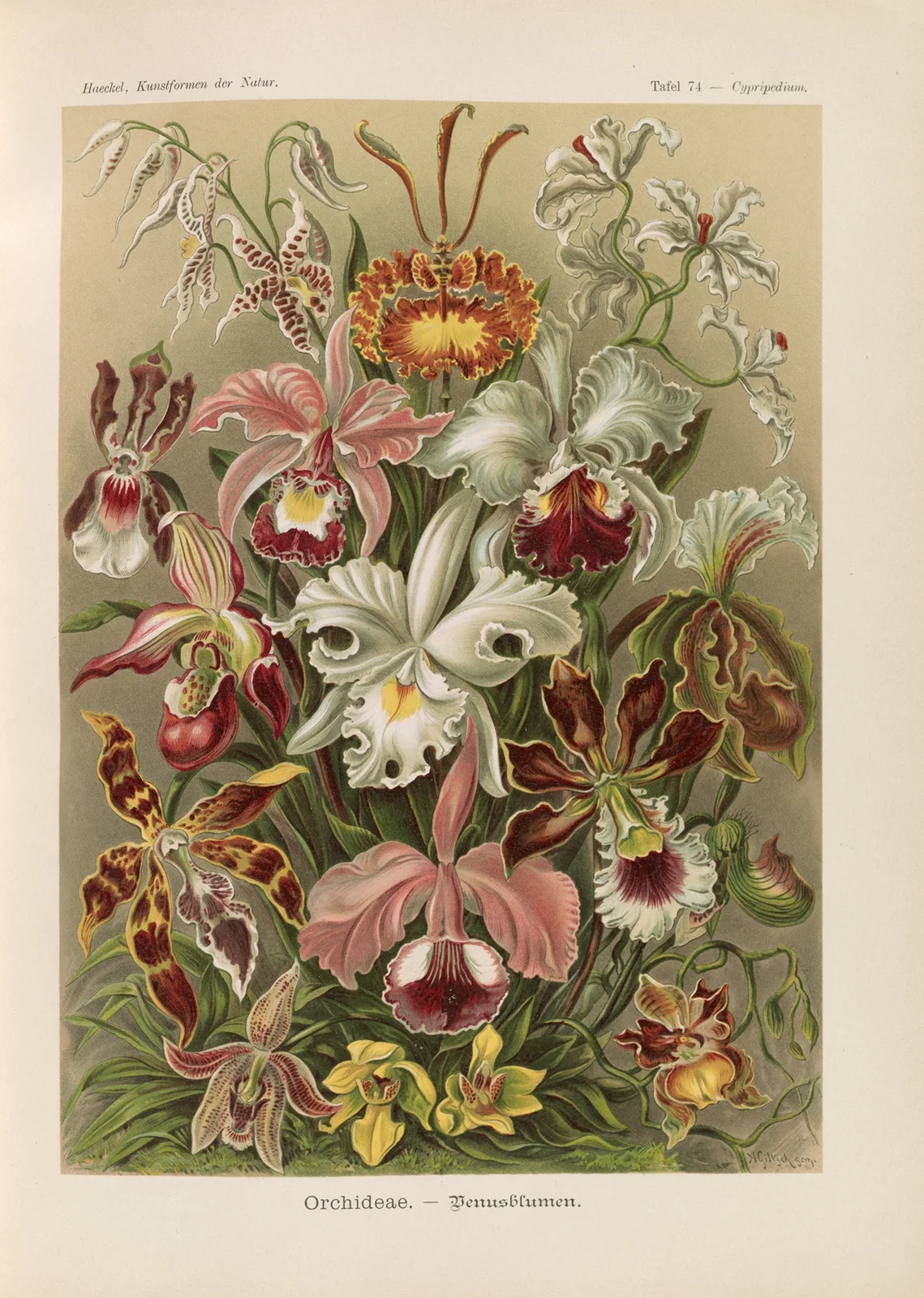 Orchideae. – Denusblumen av Ernst Haeckel