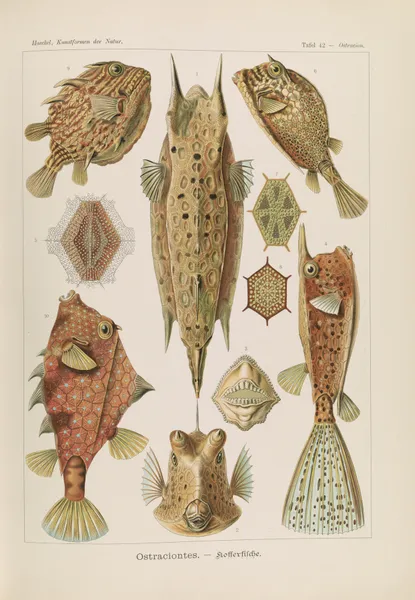 Ostraciontes. – Kofferfische av Ernst Haeckel