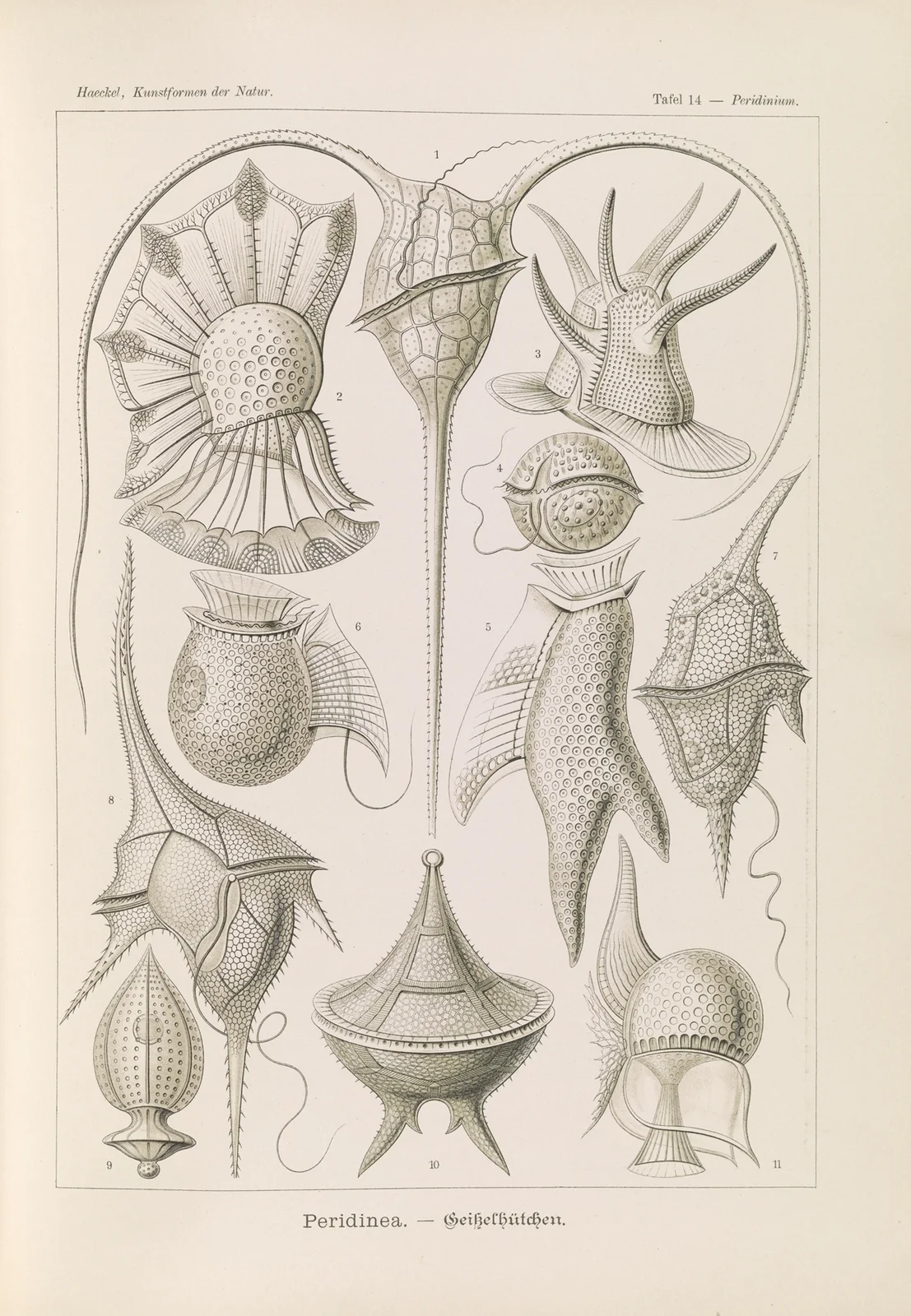 Peridinea. – Geikelhütchen av Ernst Haeckel