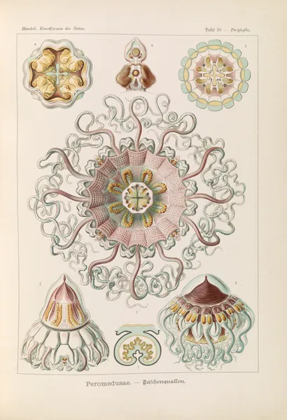 Peromedusae. – Talchenquallen av Ernst Haeckel