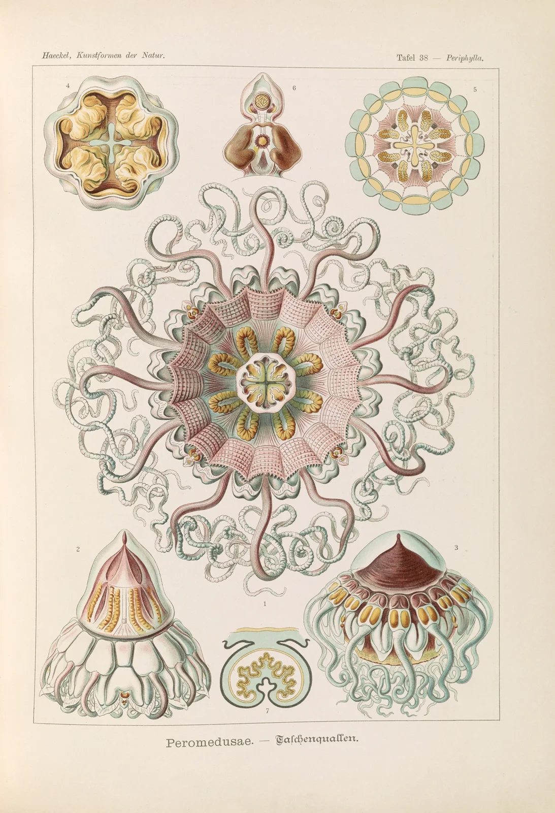 Peromedusae. – Talchenquallen av Ernst Haeckel
