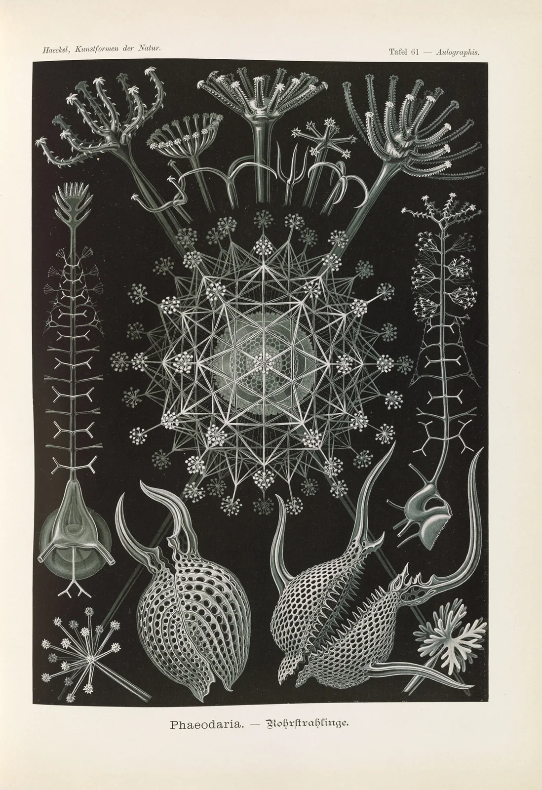 Phaeodaria. – Rohrstrahlinge 2 av Ernst Haeckel