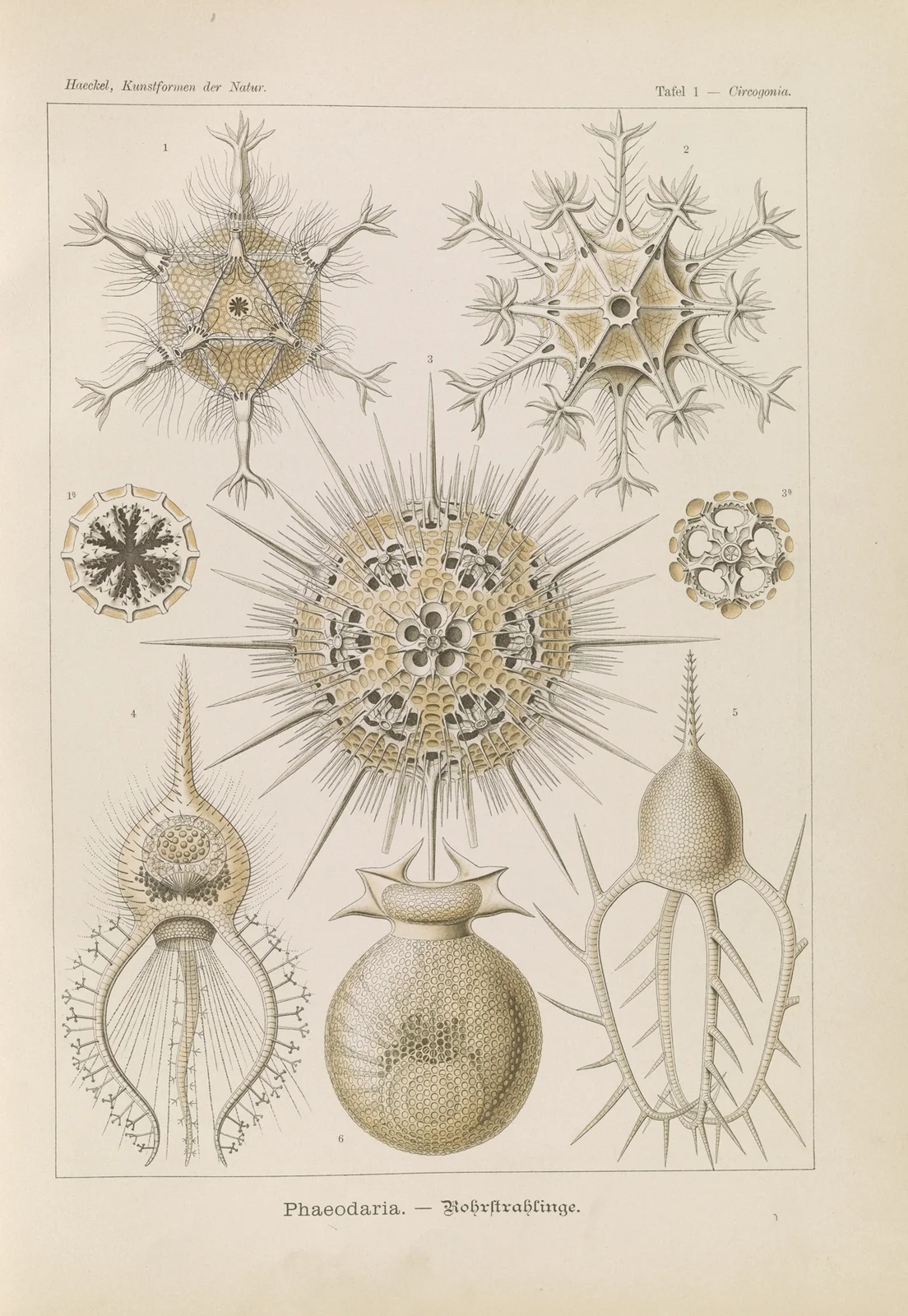 Phaeodaria. – Rohrstrahlinge av Ernst Haeckel