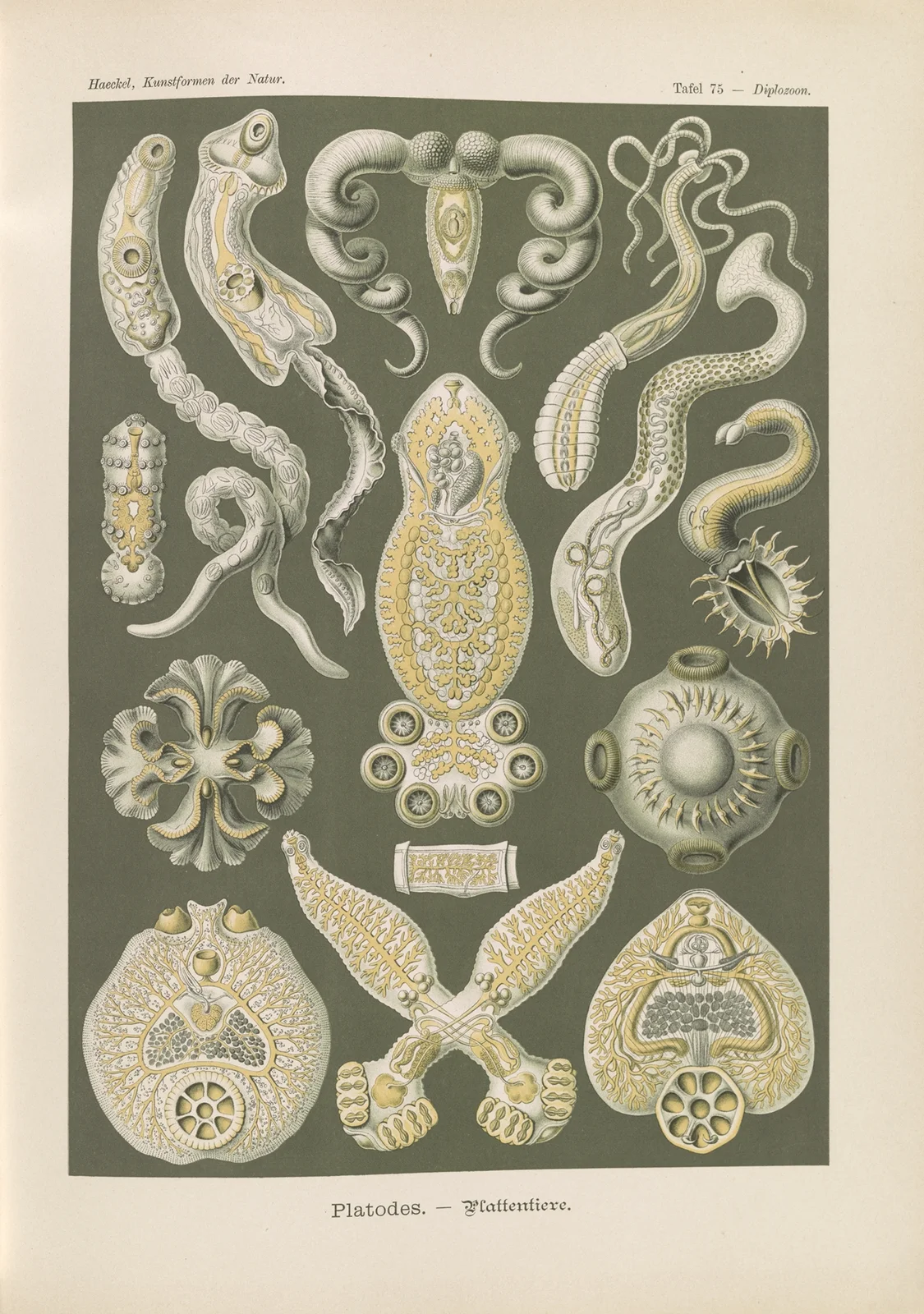 Platodes. – Plattentiere av Ernst Haeckel