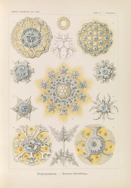 Polycyttaria. – Vereins-Strahlinge av Ernst Haeckel