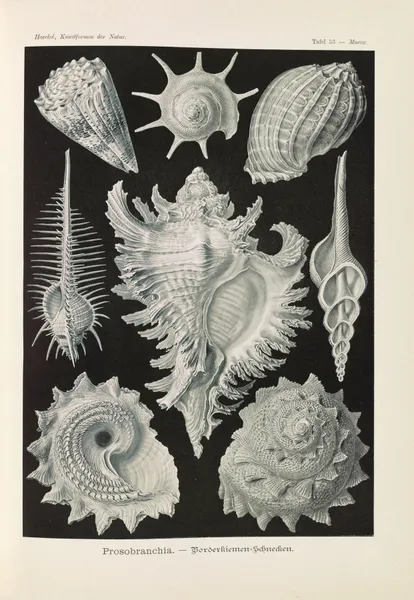 Prosobranchia. – Dorderkiemen-Schnecken av Ernst Haeckel