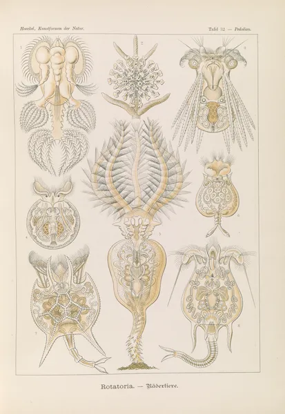 Rotatoria. – Rädertiere av Ernst Haeckel