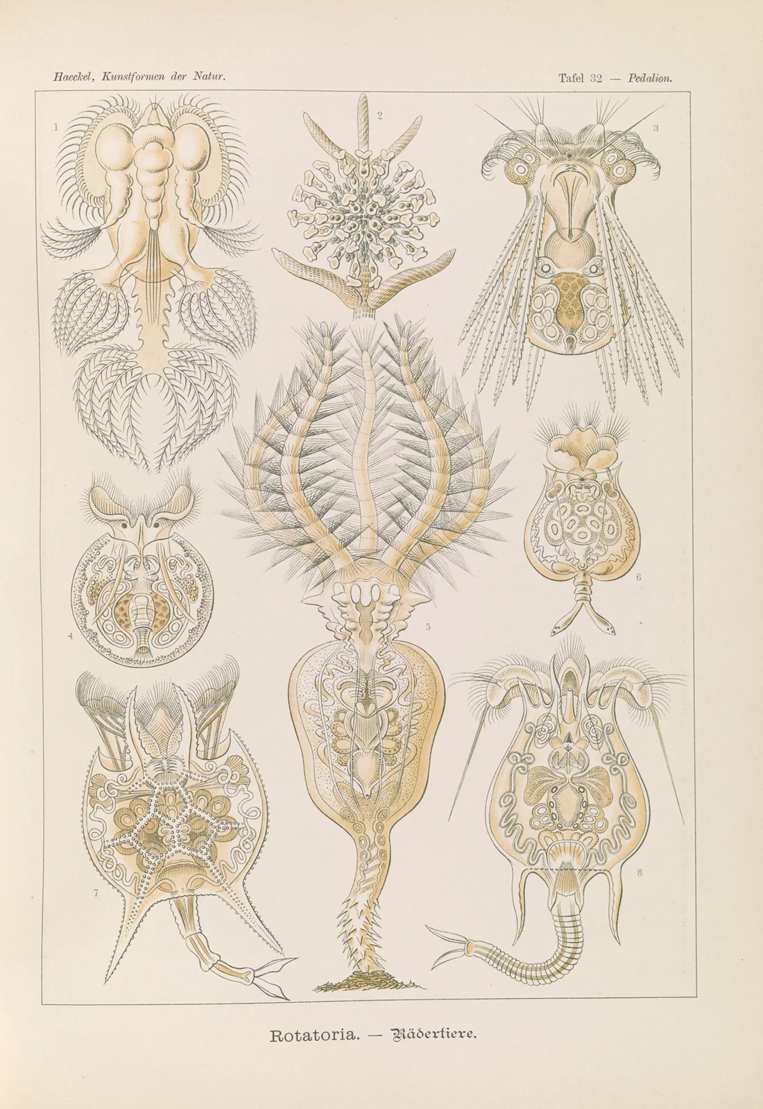 Rotatoria. – Rädertiere av Ernst Haeckel