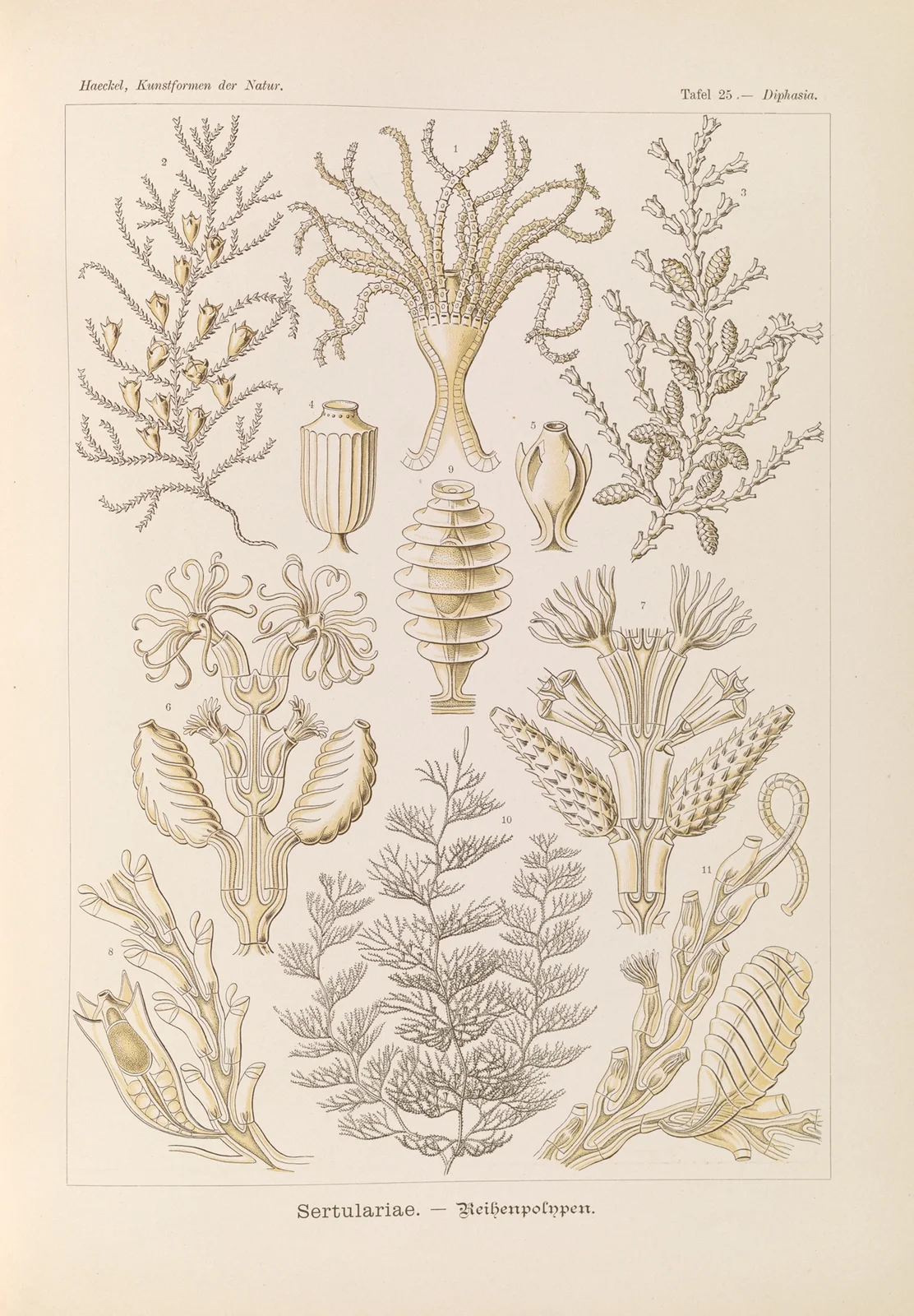Sertulariae. – Reihenpolnpen av Ernst Haeckel