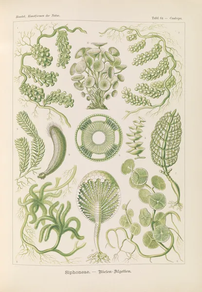 Siphoneae. – Riesen-Algetten av Ernst Haeckel