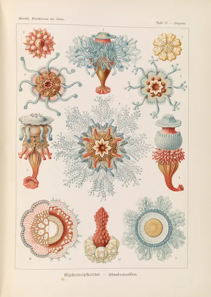 Siphonophorae. – Staatsquallen, 1904 – nr 2 av Ernst Haeckel