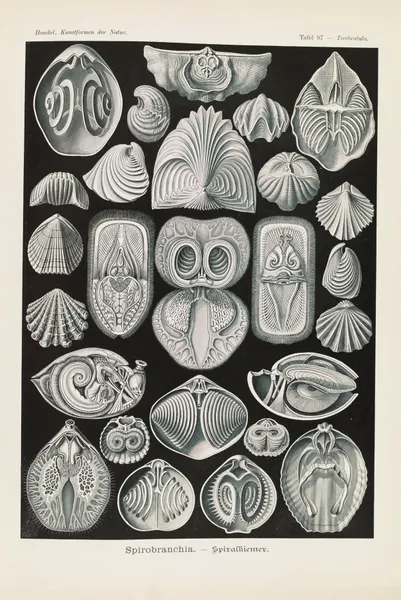 Spirobranchia. – Spiralkiemer av Ernst Haeckel