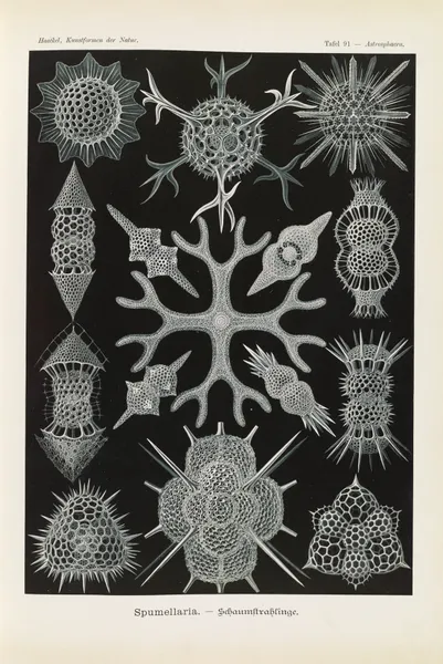 Spumellaria. – Schaumstrahlinge av Ernst Haeckel