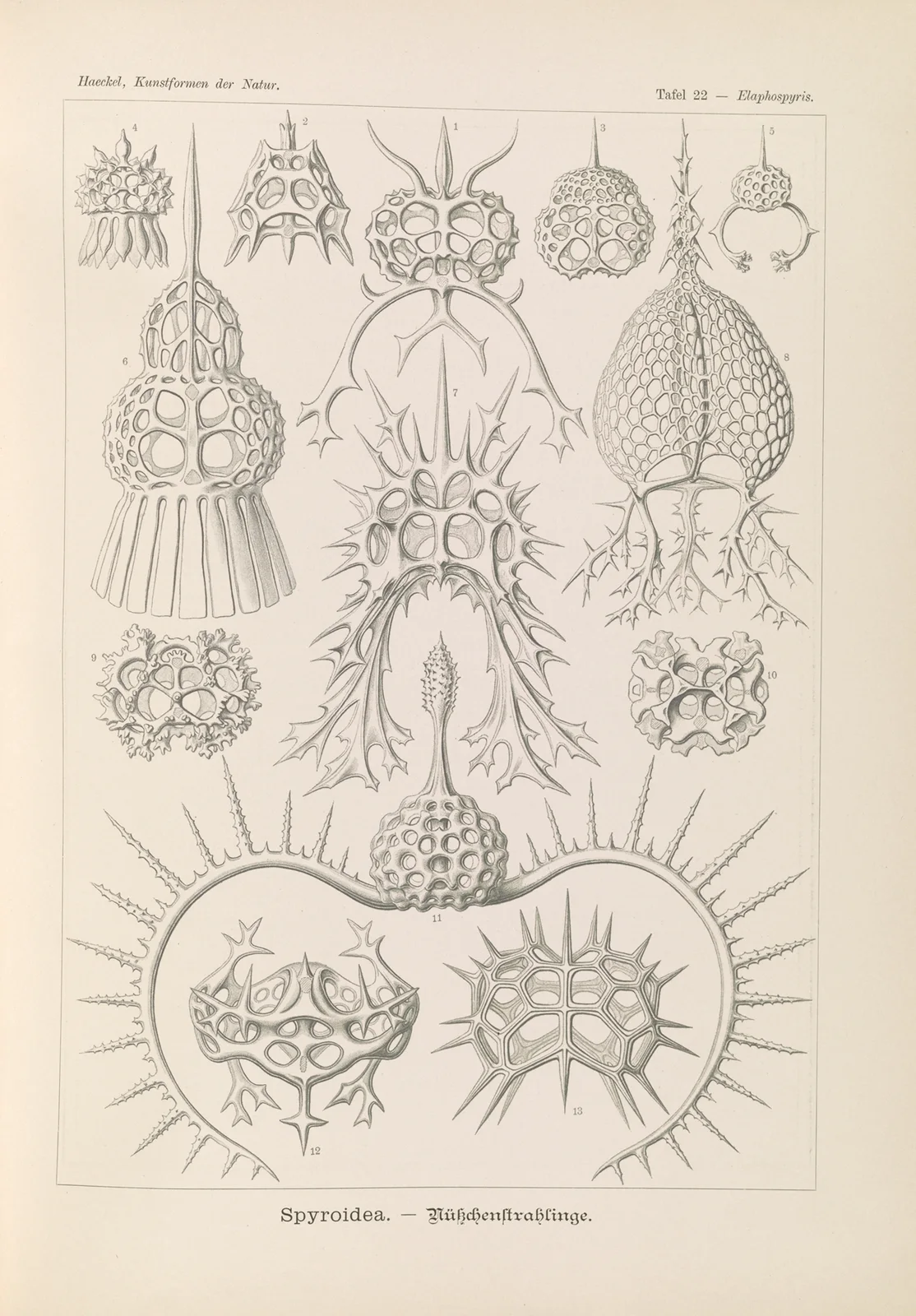 Spyroidea. – Nükchenstrahlinge av Ernst Haeckel