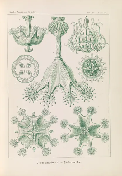 Stauromedusae. – Becherquallen av Ernst Haeckel