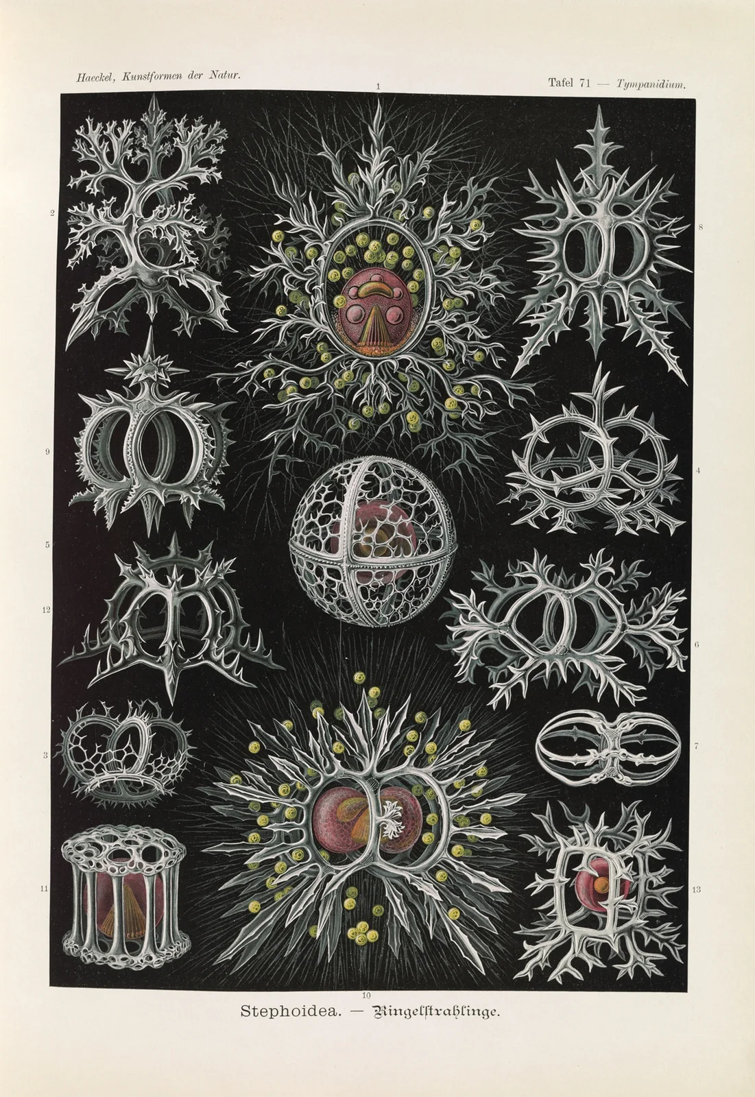 Stephoidea. – Ringelstrahlinge av Ernst Haeckel